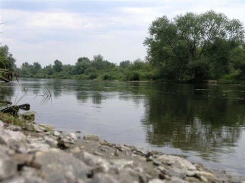 rzeka Pilica - Ostrówek